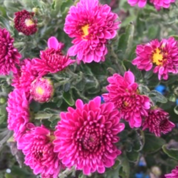 floralfoodie